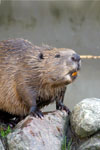 Power Animal Beaver