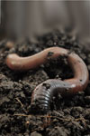 Power Animal Earthworm