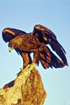 Power Animal Golden Eagle