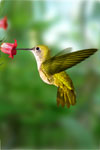 Power Animal Hummingbird