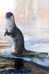 Power Animal Otter