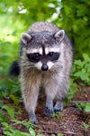 Power Animal Racoon