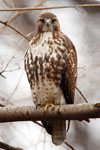 Power Animal Red Hawk