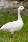 Power Animal Snow Goose