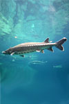 Power Animal Sturgeon