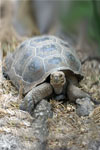 Power Animal Tortoise