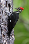 Power Animal Woodpecker