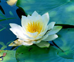 Water Lilly